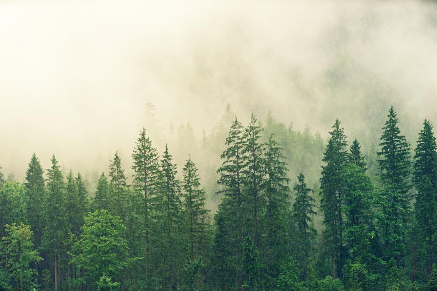 Climate Action